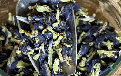 Sekret Blue Matcha – naturalny kwiat o niezwykłych właściwościach!